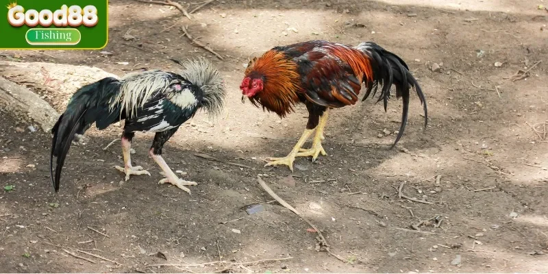 5 loại đá gà phổ biến