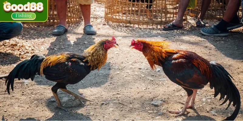 Cách nuôi gà đá đòn độc hiệu quả