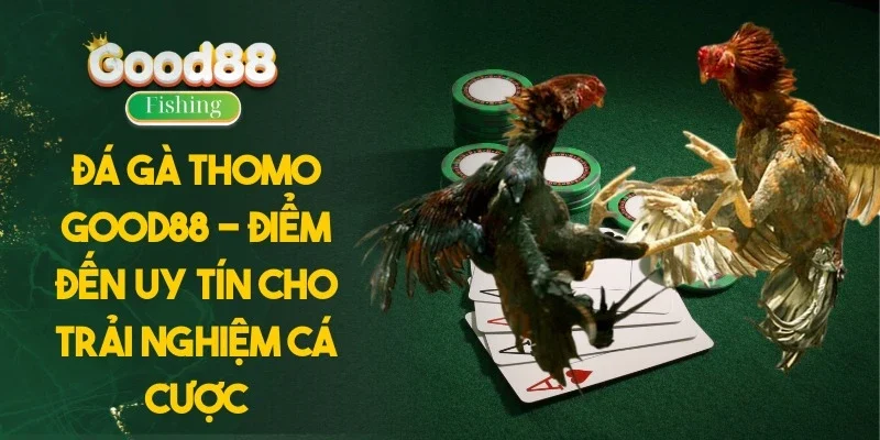 Đá Gà Thomo Good88 - Điểm Đến Uy Tín Cho Trải Nghiệm Cá Cược