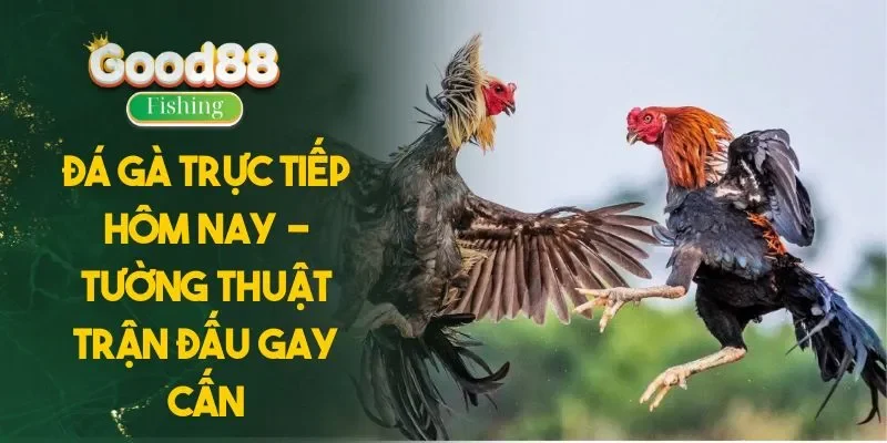 Đá Gà Trực Tiếp Hôm Nay - Tường Thuật Trận Đấu Gay Cấn