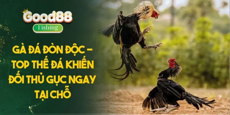 Gà Đá Đòn Độc - Top Thế Đá Khiến Đối Thủ Gục Ngay Tại Chỗ