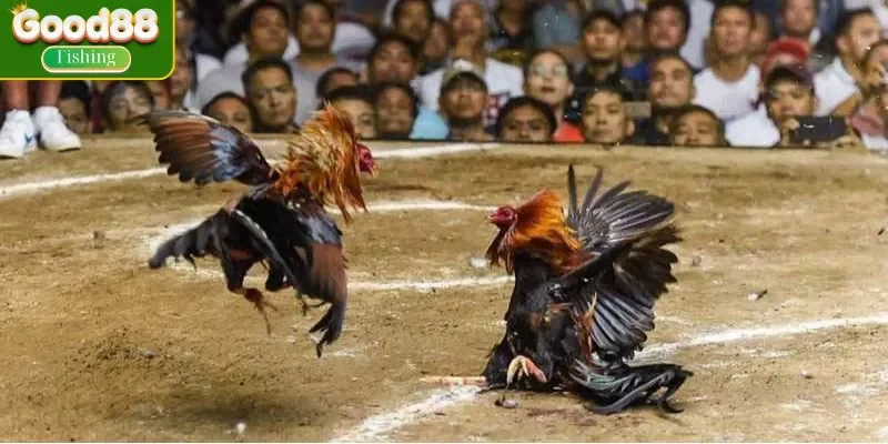 Lưu ý khi huấn luyện gà có đòn độc