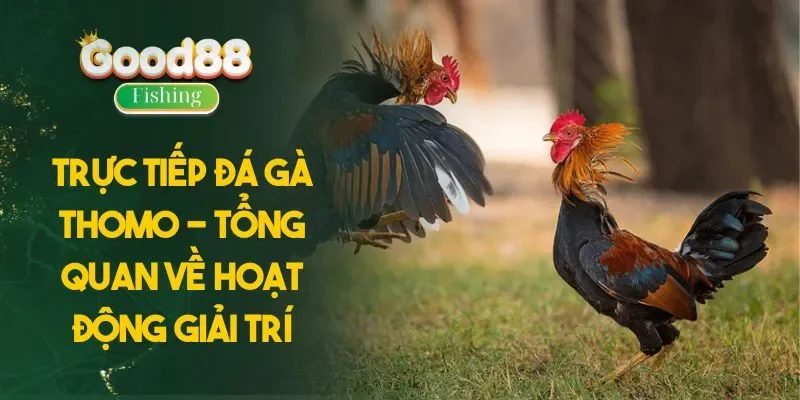 Trực Tiếp Đá Gà Thomo - Tổng Quan Về Hoạt Động Giải Trí
