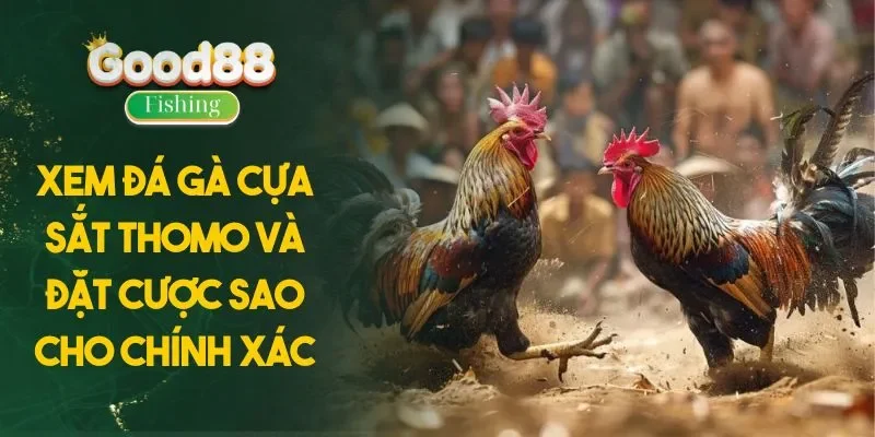 Xem Đá Gà Cựa Sắt Thomo Và Đặt Cược Sao Cho Chính Xác